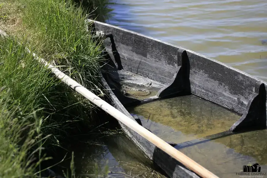 Roselière au bord d'un canal du marais vendéen